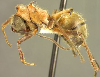 Media type: image; Entomology 31773   Aspect: habitus lateral view